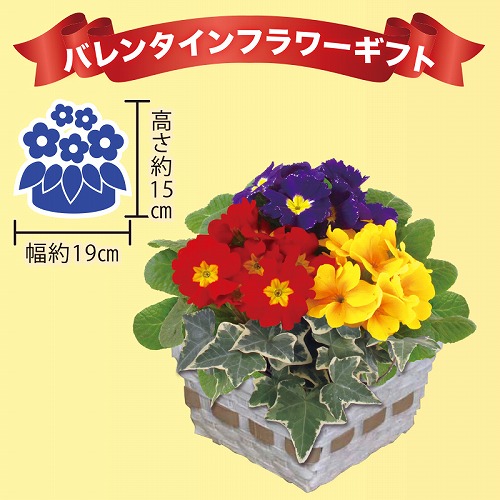 【バレンタインデー】