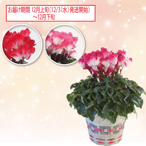 シクラメン「インディアカ」色おまかせ