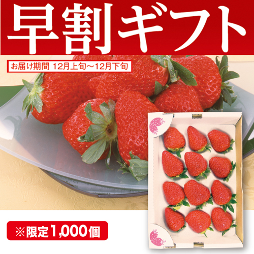 【期間限定・早割】