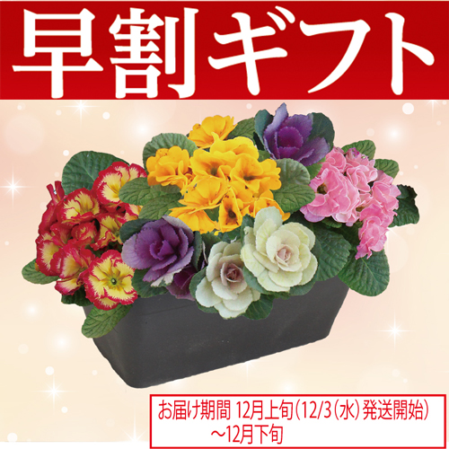 【期間限定・早割】