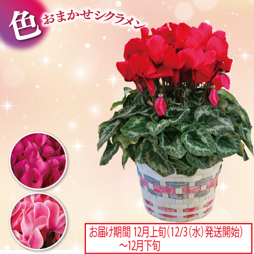 色おまかせシクラメン５号
